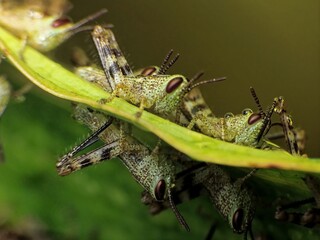 close-up of grasshopper colony on leaf