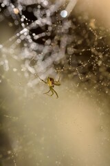 close-up of spider hanging on the web after rainy day