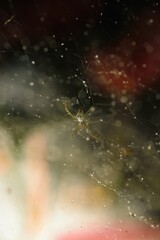 close-up of spider hanging on the web after rainy day