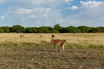Guanacos, La Pampa, Argentina