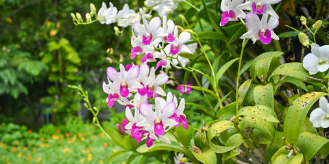 Obraz na płótnie Canvas Colorful orchids in garden.