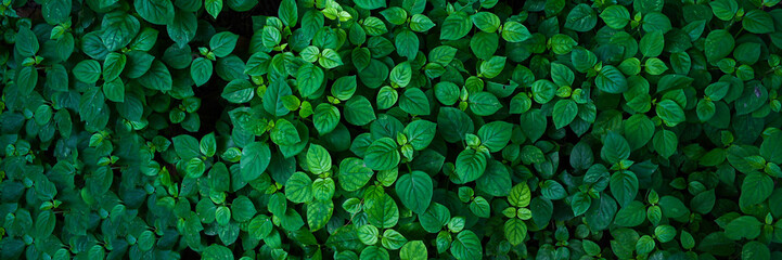 abstract stunning panorama green leaf texture, tropical leaf foliage nature dark green background....