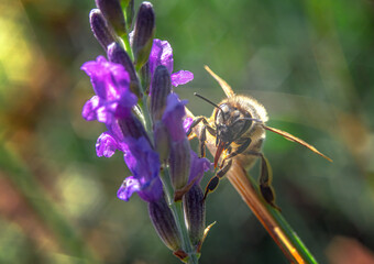 A bee on a lavender flower. Natural blurred background.Selective focus. Looks into the frame