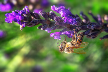 Close-up of a bee upside down pollinating a Lavandula angustifolia lavender flower against blurred bokeh background