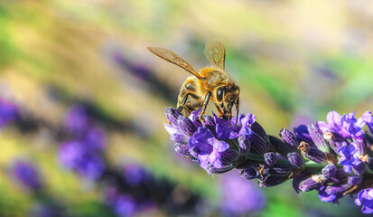 Macro photography of Apis mellifera bee pollinating lavender flower Lavandula angustifolia against blurred bokeh background