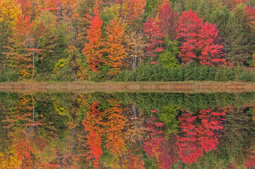 Obraz premium Autumn landscape of the shoreline of Courtney Lake with mirrored reflections in calm water, Michigan's Upper Peninsula, USA