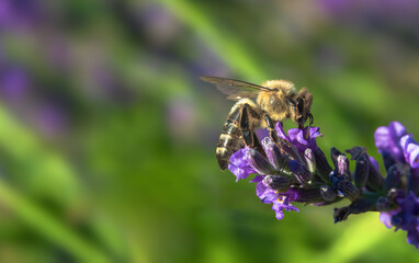A macro shot of a honey bee Apis mellifera pollinating a Lavender flower Lavandula angustifolia, on a blurred green background.