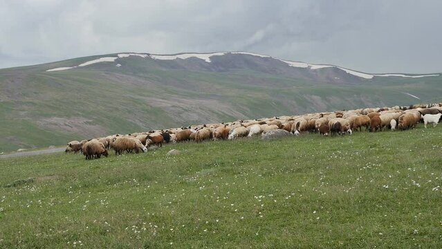 a flock of sheep is sown on a green meadow high in the mountains. Cattle breeding in mountain villages is the main occupation of local residents. Lamb wool and meat are very popular