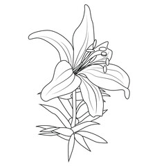 Lily flower for logo. Fashionable botanical elements. A hand-drawn line leaves branches and blooms. Wedding flower for an invitation save a postcard with the date. Vector