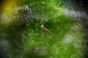 close-up of spider hanging on the web after rainy day