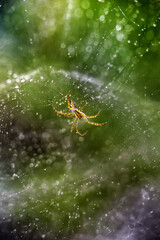 close-up of spider hanging on the web after rainy day