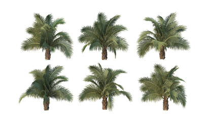 Fototapeta na wymiar Palm trees on a white background.