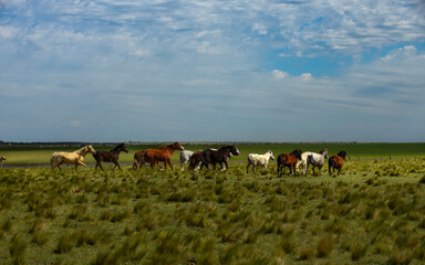 Herd of horses in the coutryside, La Pampa province, Patagonia,  Argentina.