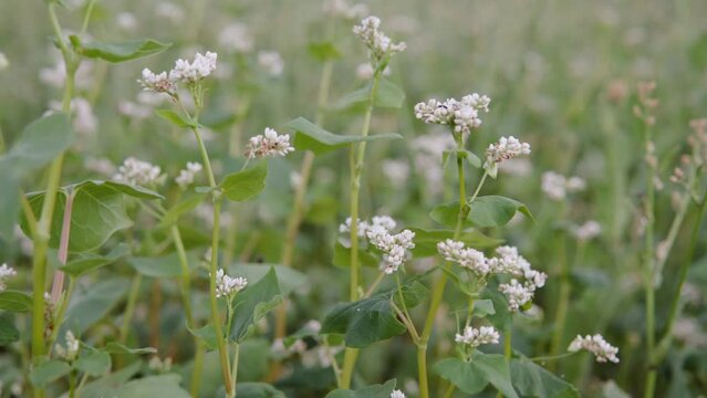 White buckwheat flowers bloomed in the field. Close up shot.