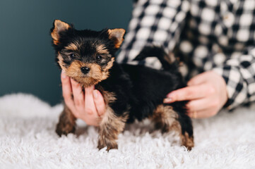 Yorkshire Terrier in Human Hands Looks at Camera. Brown eyebrows and ears Puppy.