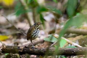 Streak-chested Antpitta standing on log in rainforest  