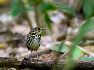 Streak-chested Antpitta standing on log in rainforest  