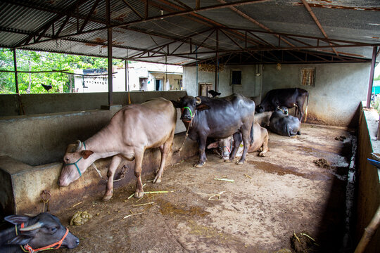 Indian buffalo at the local dairy farm in Maharashtra village, India