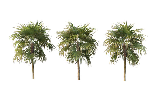 Palm trees on a white background.