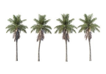 Palm trees on a white background.