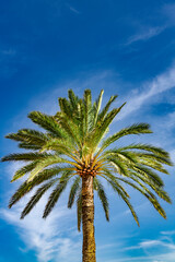 Palm tree in front of blue sky - 1870