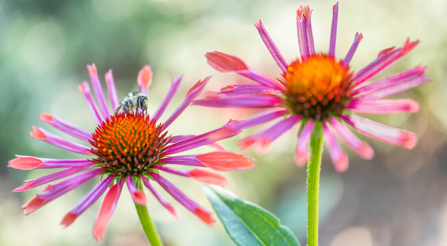 Echinacea Sonnenhut Lila With Bee