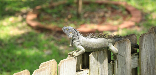 Looking down at an iguana on the hunt for flowers to eat.