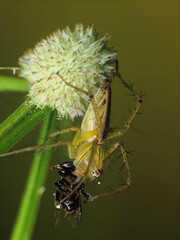 close-up spider hunting for other insects