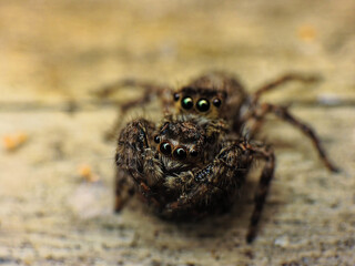 close-up of spider eating the other spider