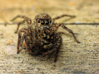 close-up of spider eating the other spider