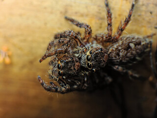 close-up of spider eating the other spider