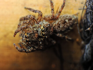 close-up of spider eating the other spider