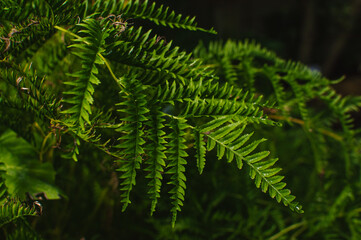 Forest green fern leaf closup