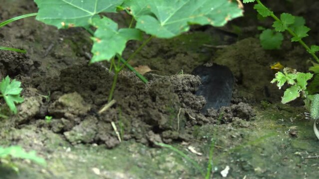 The mole digs a hole and crawls out of the ground. Animal pest in natural habitat.