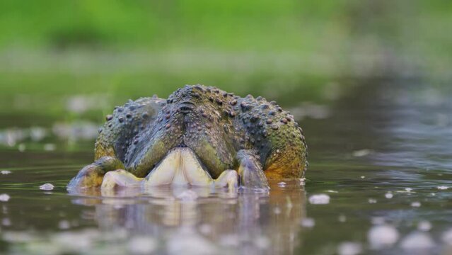 African Bullfrog Mating Breeding In A Pond On A Rainy Season In Central Kalahari, Botswana. - Closeup