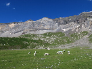 Fototapeta na wymiar paysage de montagne avec mouton