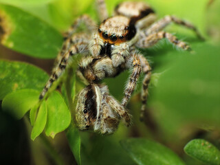 close-up of spider eating the others