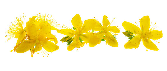Hypericum flowers isolated on white background, close-up. Perforated St. John's wort flowers...