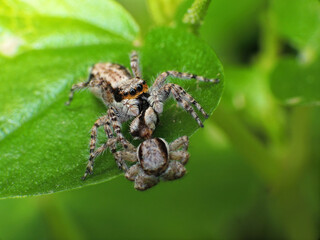 close-up of yellow jumping spider on leaf