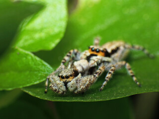 close-up of yellow jumping spider on leaf