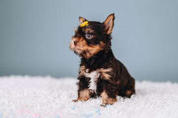 Cute and curious puppy posing on blue studio background. Yorkshire Terrier with hairpin on his head