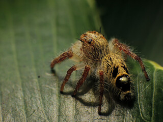 close-up of yellow jumping spider on leaf