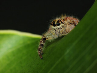 close-up of yellow jumping spider on leaf