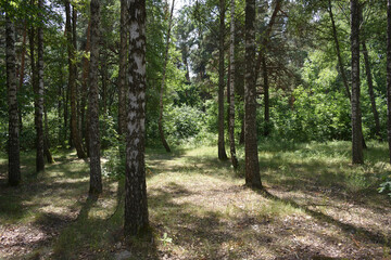 Fototapeta premium Hot afternoon in the forest