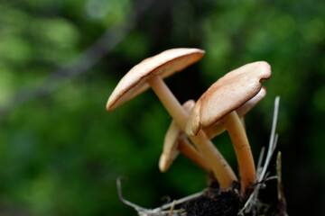 White toadstools mushrooms in the garden in summer