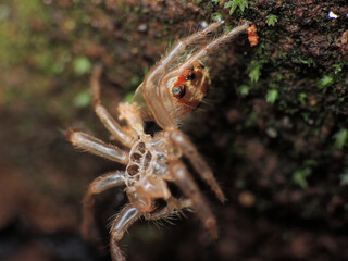 close-up of spiders skin after transformation