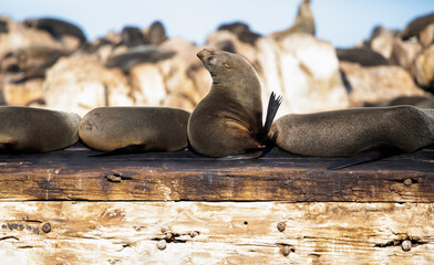 Seals enjoying the bright sunshine of Geyser Island a few meters from the coastline of the fynbos coast, a place very popular with marine animals and great white sharks that inhabit the shark alley.