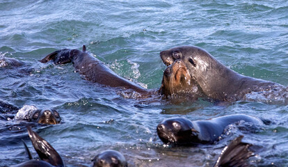 Seals enjoying the depths of the ocean in shark alley just meters from the coastline of the fynbos coast, and a few kilometers from Gansbaai in South Africa.