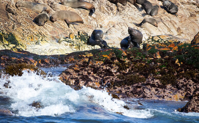 Beautiful photo of Geyser Island in South Africa a few meters off the coast of Fynbos with its colony of seals and penguins and a few kilometers from the city of Gansbaai.