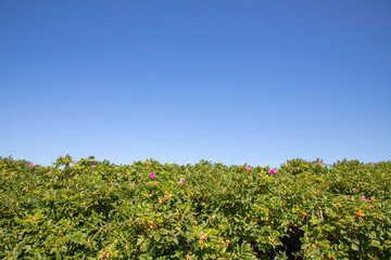 Fototapeta na wymiar field of flowers with blue sky in background